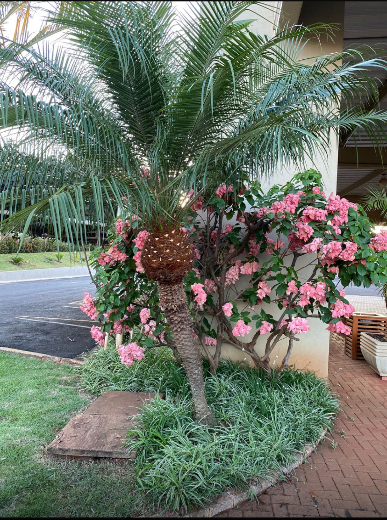 Jardim com palmeira e flores cor-de-rosa cuidado pela Good Garden