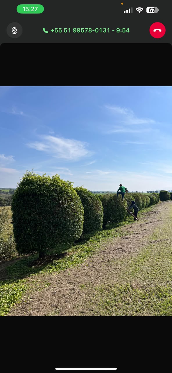 Equipe realizando poda de cerca-viva em área externa